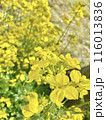 満開の菜の花 116013836