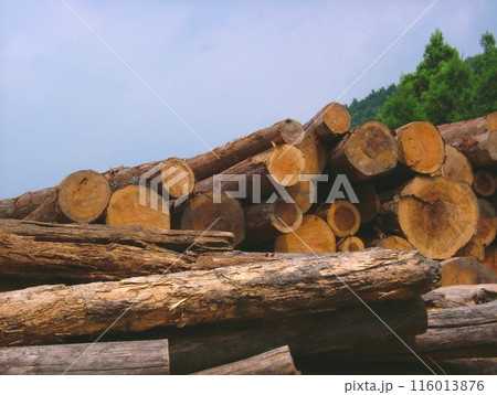 山の中の貯木場11 116013876