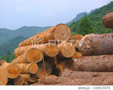 山の中の貯木場13 山の中の貯木場13 116013878