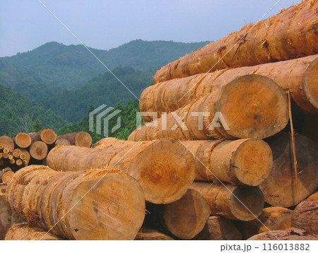 山の中の貯木場16 116013882