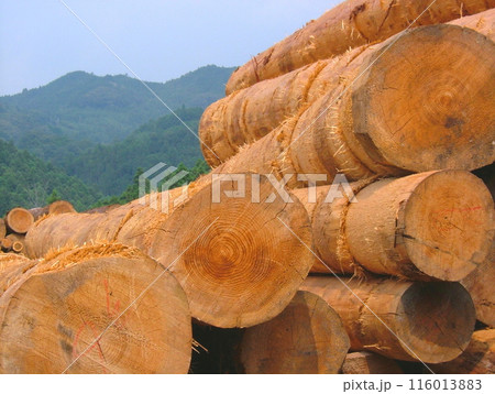 山の中の貯木場17 116013883