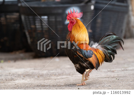 Rooster is standing on the floor.Selective focus. Rooster is standing on the floor.Selective focus. 116013992
