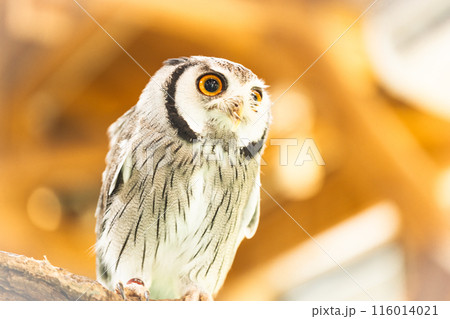 アフリカオオコノハズキ 116014021