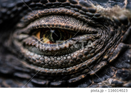 イグアナ イグアナ 116014023