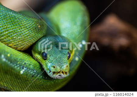 グリーンパイソン グリーンパイソン 116014024