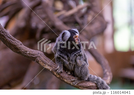 コモンマーモセット 116014041