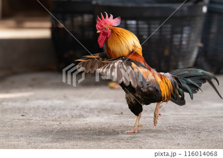 Rooster is standing on the floor and moving the wing.Selective focus. 116014068
