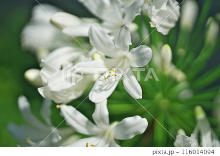 アガパンサスの白い花（夏、六月） 116014094