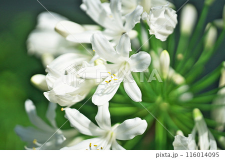 アガパンサスの白い花（夏、六月） 116014095
