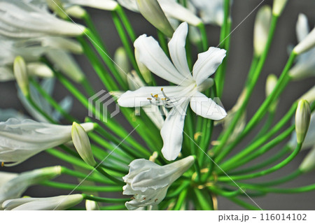 アガパンサスの白い花（夏、六月） 116014102