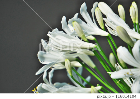 アガパンサスの白い花（夏、六月） 116014104