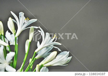 アガパンサスの白い花（夏、六月） 116014107