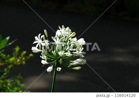 アガパンサスの白い花（夏、六月） 116014120