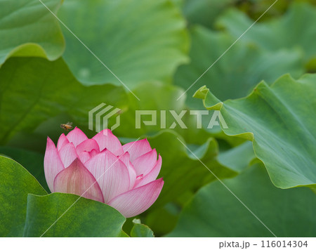 ひっそりと咲く蓮の花 ひっそりと咲く蓮の花 116014304