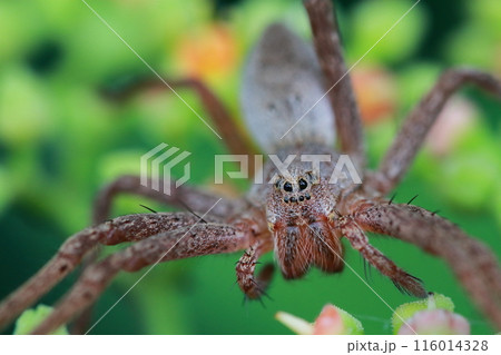 雑草のヤブカラシの花の上で獲物を待つイオウイロハシリグモ（硫黄色走蜘蛛） 116014328
