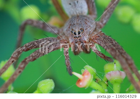 雑草のヤブカラシの花の上で獲物を待つイオウイロハシリグモ(硫黄色走蜘蛛) 雑草のヤブカラシの花の上で獲物を待つイオウイロハシリグモ(硫黄色走蜘蛛) 116014329