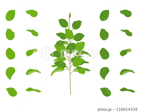 レモンリーフの枝と葉 116014338