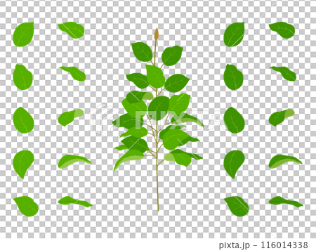 レモンリーフの枝と葉 116014338