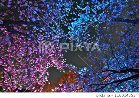 ライトアップされたピンクとブルー夜桜 ライトアップされたピンクとブルー夜桜 116014353