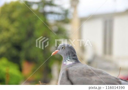 A dove sits on eggs. A pair of pigeons have made a nest in a flower box on a windowsill. The concept of bird life in the city. 116014390