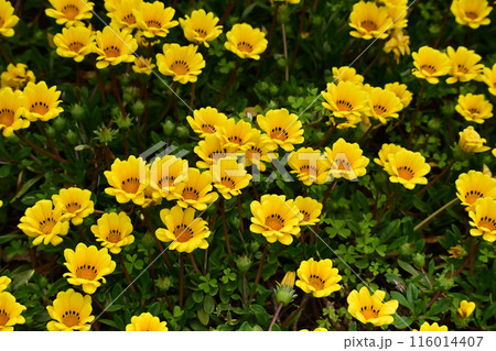 ガザニア(勲章菊：Gazania ) 116014407