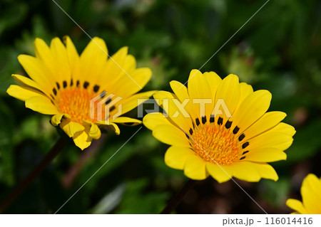 ガザニア(勲章菊：Gazania ) 116014416