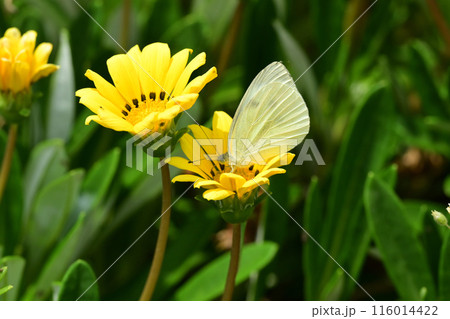 ガザニア(勲章菊:Gazania ) ガザニア(勲章菊:Gazania ) 116014422