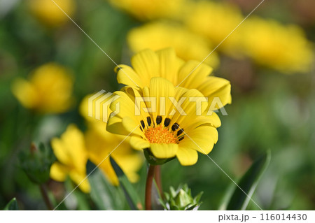 ガザニア(勲章菊：Gazania ) 116014430