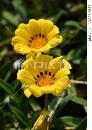 ガザニア(勲章菊：Gazania ) 116014438