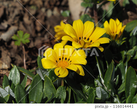 ガザニア(勲章菊：Gazania ) 116014441
