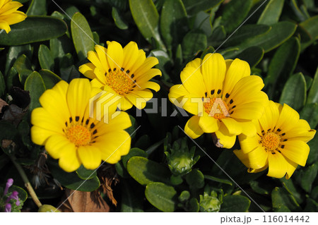 ガザニア(勲章菊:Gazania ) ガザニア(勲章菊:Gazania ) 116014442