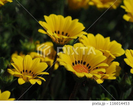 ガザニア(勲章菊:Gazania ) ガザニア(勲章菊:Gazania ) 116014453