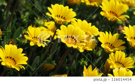 ガザニア(勲章菊:Gazania ) ガザニア(勲章菊:Gazania ) 116014454