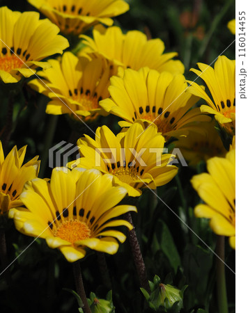 ガザニア(勲章菊:Gazania ) ガザニア(勲章菊:Gazania ) 116014455