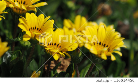ガザニア(勲章菊:Gazania ) ガザニア(勲章菊:Gazania ) 116014456