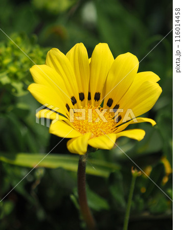 ガザニア(勲章菊：Gazania ) 116014458