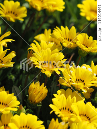 ガザニア(勲章菊:Gazania ) ガザニア(勲章菊:Gazania ) 116014461