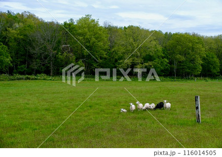 【北海道】牧場の刈りたてのヒツジ(美深) 【北海道】牧場の刈りたてのヒツジ(美深) 116014505