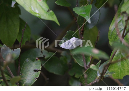 葉に付くヒメスカシドクガ 葉に付くヒメスカシドクガ 116014747