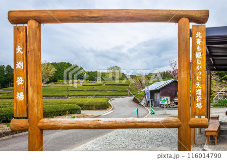 Shizuoka, Japan - April 8, 2024 : A wooden frame for tourists to take photos with the tea plantation and Mount Fuji in the Shizuoka, Japan - April 8, 2024 : A wooden frame for tourists to take photos with the tea plantation and Mount Fuji in the 116014790