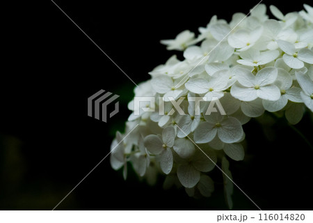 白い紫陽花アナベル【初夏】【6月】 116014820