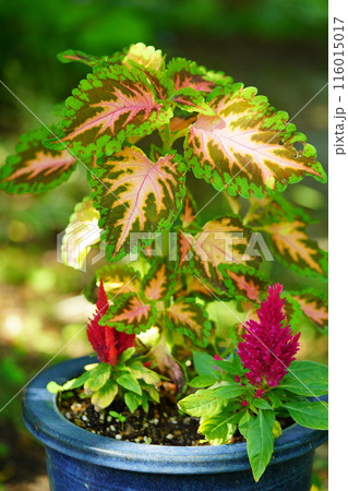 綺麗な観葉植物・コリウスの鉢植え1 116015017