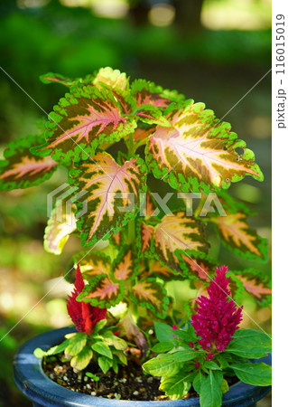 綺麗な観葉植物・コリウスの鉢植え2 116015019