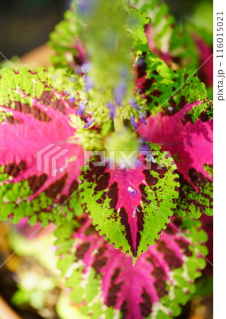 綺麗な観葉植物・コリウスの鉢植え4 綺麗な観葉植物・コリウスの鉢植え4 116015021