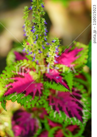 綺麗な観葉植物・コリウスの鉢植え6 116015023