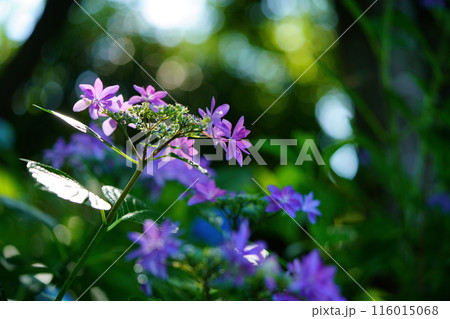 美しい木陰の額アジサイ1 116015068