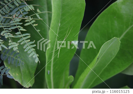 葉に付くナナフシ 葉に付くナナフシ 116015125