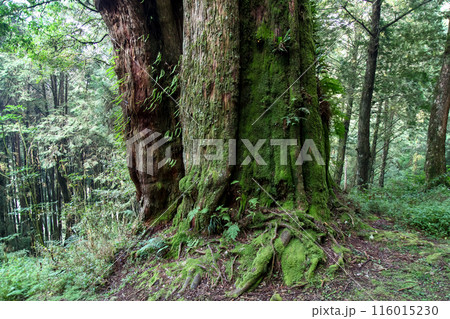 The biggest tree in Alishan national park at taiwan 116015230