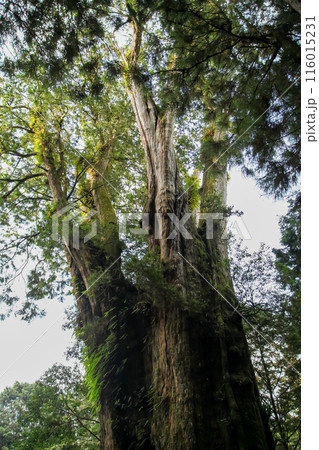 The biggest tree in Alishan national park at taiwan 116015231