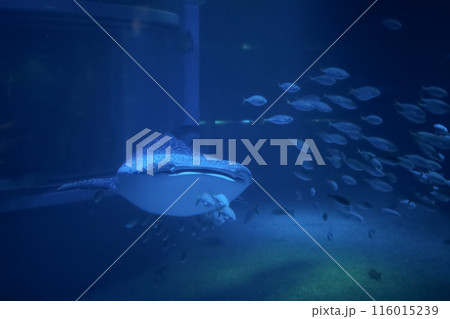 Whale shark swim in one of the largest aquarium in the world in Osaka, Japan Whale shark swim in one of the largest aquarium in the world in Osaka, Japan 116015239